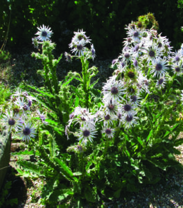 Decoding Planting Zones: USA Hardiness Map - Grit